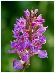 Strumpsjaw Fen 022  Purple Orchid