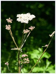 Strumpsjaw Fen 024  Wild Angelica