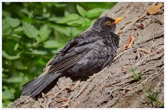 Titchwell Nature Reserve 001  Blackbird