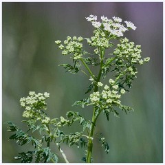 Titchwell Nature Reserve 002  Cow Parsley