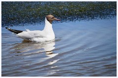 Titchwell Nature Reserve 003  Black Headed Gull