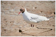 Titchwell Nature Reserve 005  Black Headed Gull
