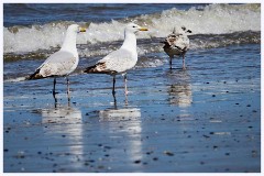 Titchwell Nature Reserve 010  Common Gulls on the Beach