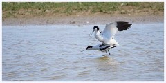 Titchwell Nature Reserve 014  The Bird Hides - Avocet