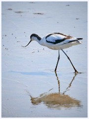 Titchwell Nature Reserve 015  The Bird Hides - Avocet