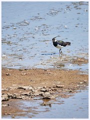 Titchwell Nature Reserve 017  The Bird Hides -Lapwing