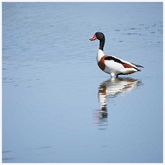 Titchwell Nature Reserve 018  The Bird Hides - Shelduck