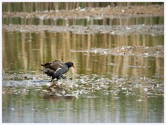 Titchwell Nature Reserve 021  The Bird Hides - Moorhen