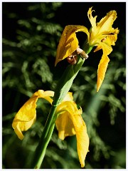 Titchwell Nature Reserve 025  Flag Iris