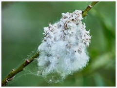 Titchwell Nature Reserve 027  Cotton