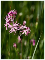 Titchwell Nature Reserve 028  Ragged Robin