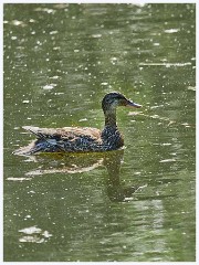 Titchwell Nature Reserve 029  Gadwall