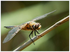 Titchwell Nature Reserve 030  Four Spotted Chaser