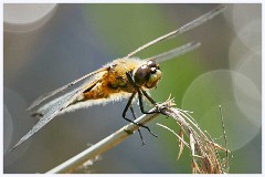 Titchwell Nature Reserve 031  Four Spotted Chaser
