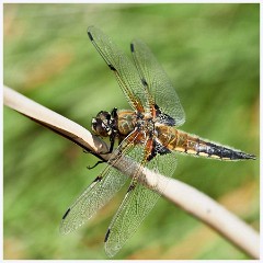 Titchwell Nature Reserve 032