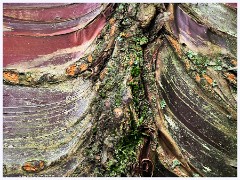 Anglesey Abbey 017  Tree Bark in the Winter Garden