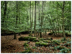 Epping Forest 007  Theydon Bos