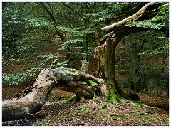 Epping Forest 008  Theydon Bos