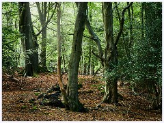 Epping Forest 009  Theydon Bos