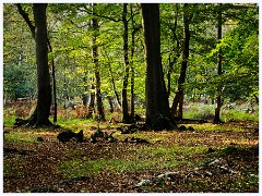 October Woodland