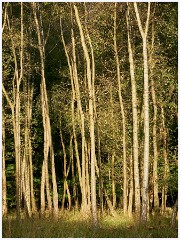 Epping Forest 019  Sunlight Hitting the Trees in Theydon Bos