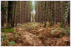 Thetford Forest