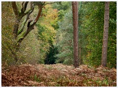 003 Thetford - Lynford Stag