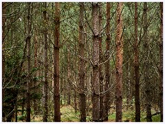 025 Thetford - Brandon Country Park