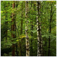 032 Thetford - Brandon Country Park  Trees