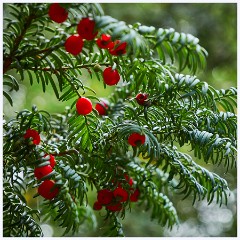 033 Thetford - Brandon Country Park  Berries