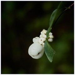 034 Thetford - Brandon Country Park  Berries