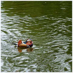035 Thetford - Brandon Country Park  Mandarin Duck