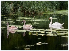 Pakenham, Suffolk 020  Swans