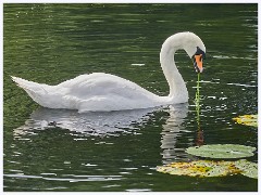 Pakenham, Suffolk 021  Swan