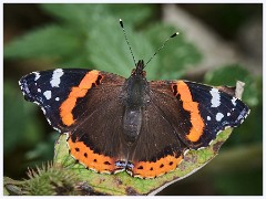 Pakenham, Suffolk 023  Red Admiral