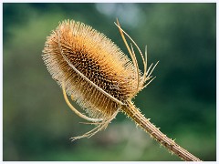 Pakenham, Suffolk 025  Teasle