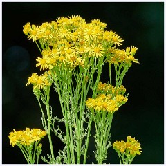 Common Ragwort  Common Ragwort