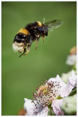 Bee on Blossom  Bee on Blossom
