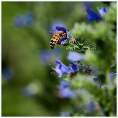 Bee on Echium Vulgare  Bee in Echium Vulgare