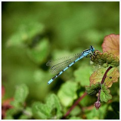 Common Blue Damselfly  Common Blue Damselfly