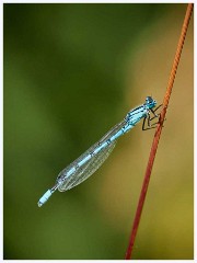 Common Blue Damselfly  Common Blue Damselfly