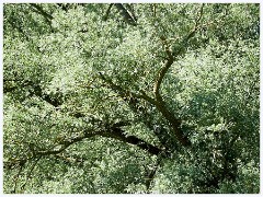 Tree  Tree and Branches