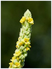 Great Mullein  Great Mullein