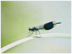 Banded Demoiselle  Banded Damoiselle