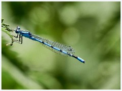 Common Blue Damselfly  Common Blue Damselfly