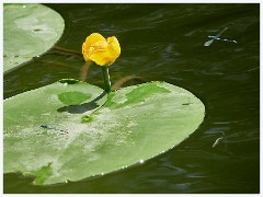Water Lily and Common Bue Damselflies  Water Lilies and Common Blue Damselfly