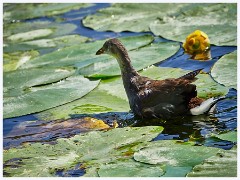 Duck in the Water Lilies  Duck in the Water Lilies