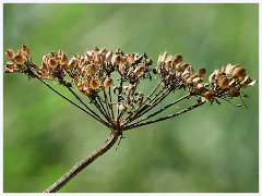 Seedhead  Seedheads