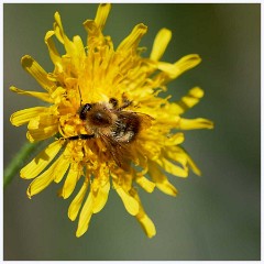 Bee  Bee