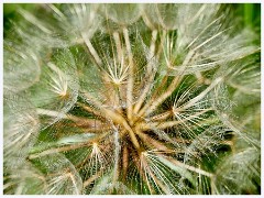 Goats Beard  Goats Beard